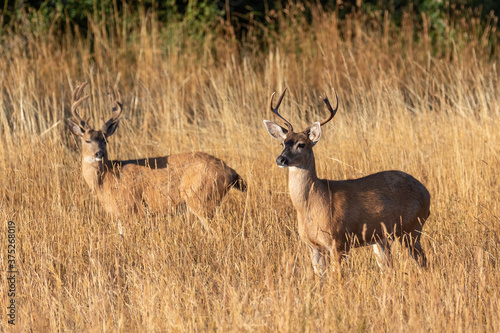 Mule deers bath in early morning sun in the Beacon Hill Park  Victoria  BC