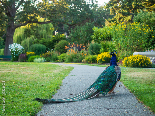 Tablou pe pânză Male peakcock poses in the Beacon Hill Park in summary afternoon, Victoria, BC
