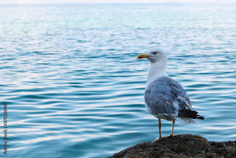 seagull looking from a rock seagull looking from a rock