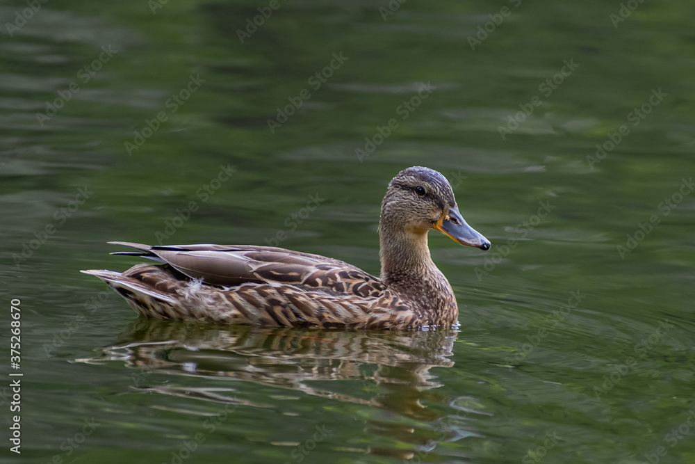 Wild duck Wild duck