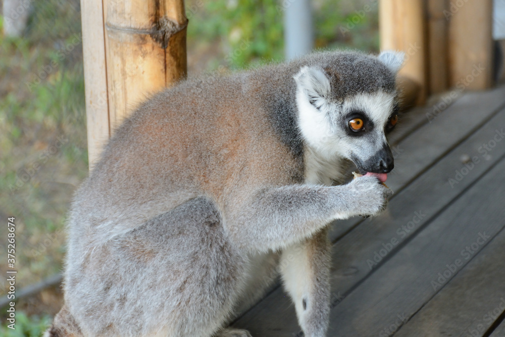 Fototapeta premium lemur jedzący w zoo