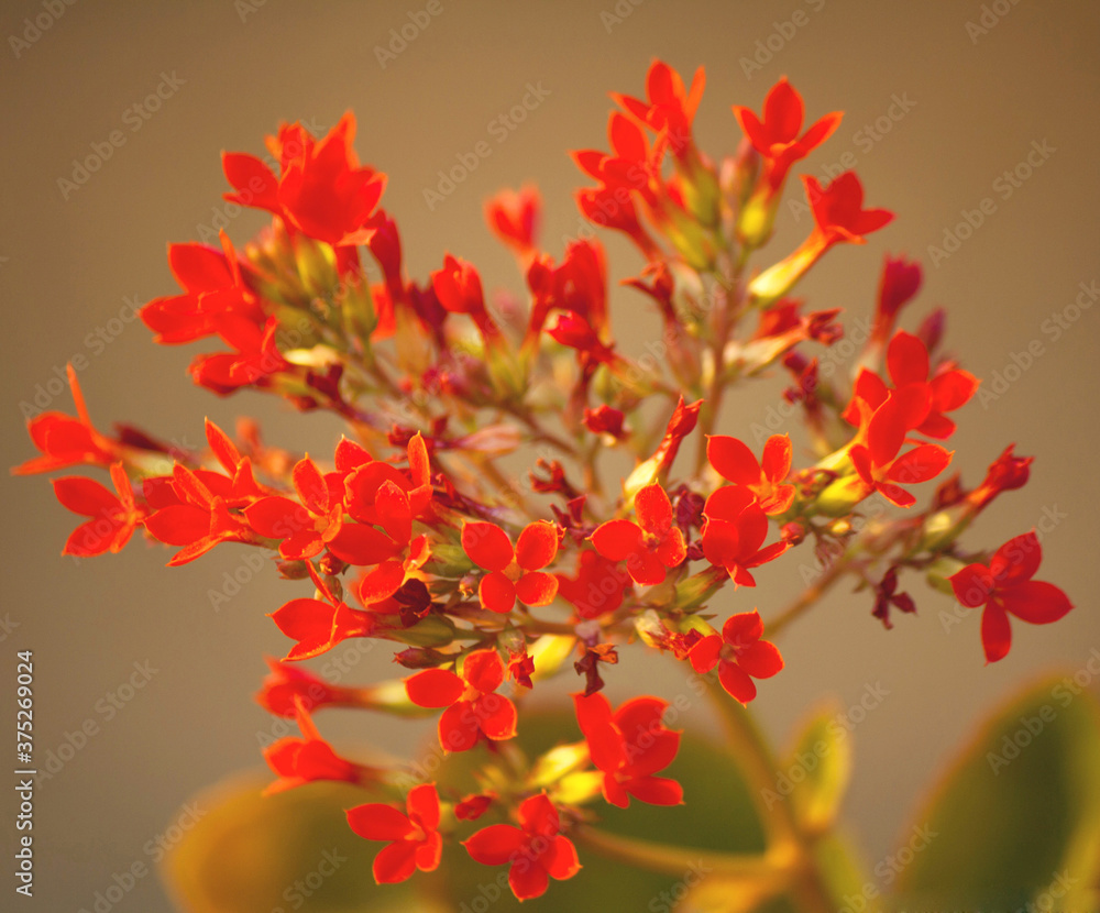 red autumn leaves