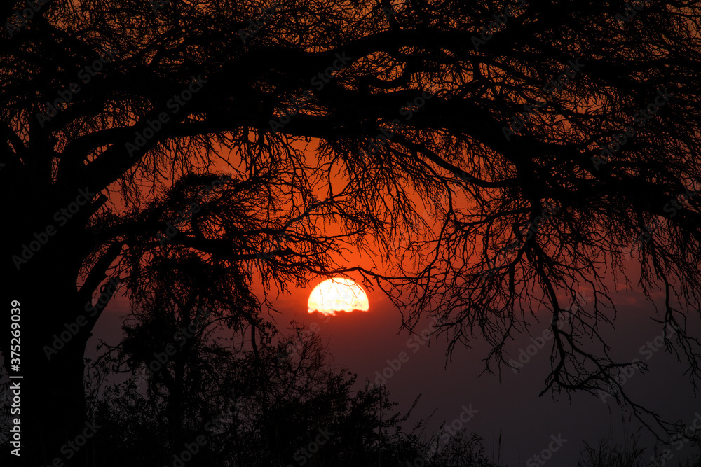 sunrise behind tree