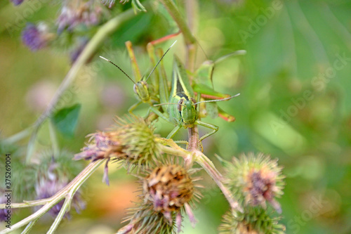 Green grasshoppers