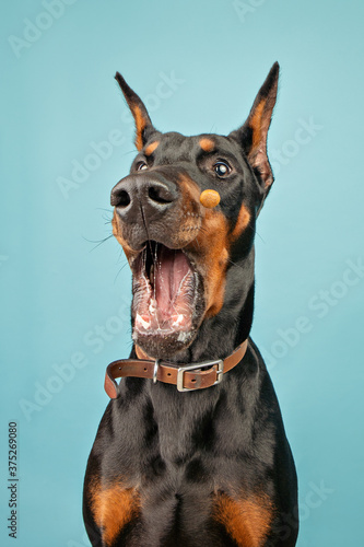 Portrait of a Dobermann in a studio