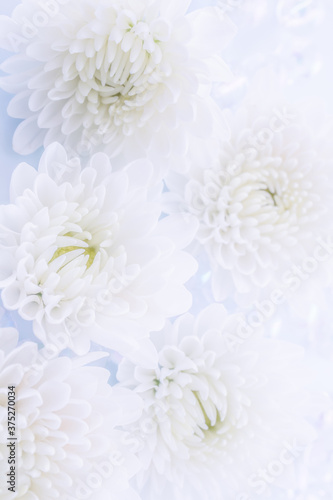 Fototapeta Naklejka Na Ścianę i Meble -  菊　白い花の背景素材