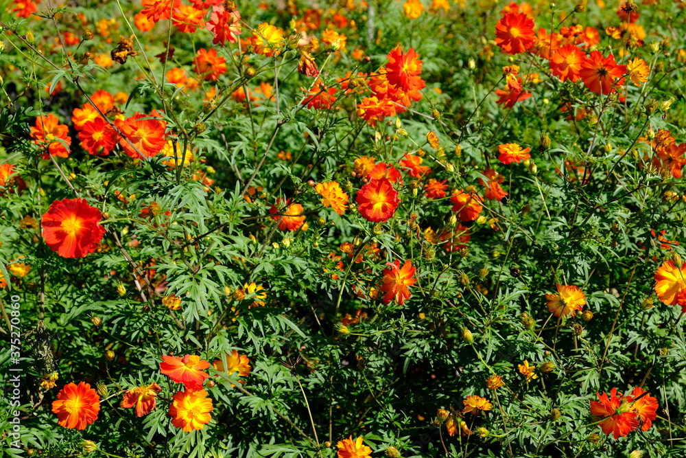 Bolivia Santa Cruz de la Sierra - Orange Cosmos flowers (Cosmos sulphureus)