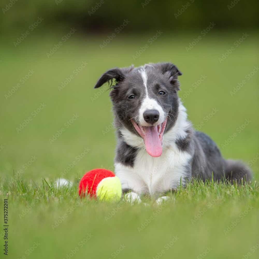 black and white border collie dog with ball 