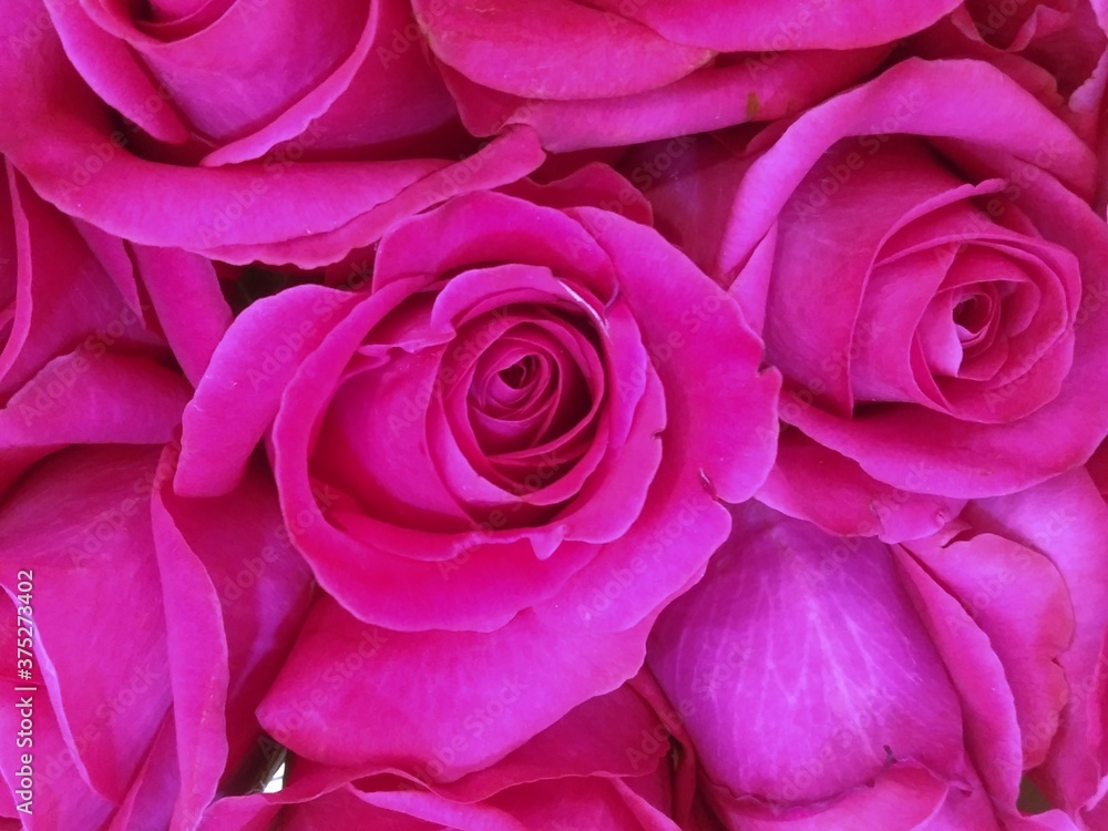 pink roses background pink roses background