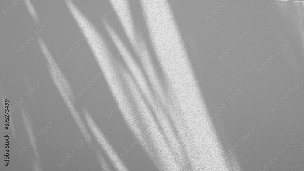 motion of shadows leaf with blowing wind on a white wall background motion of shadows leaf with blowing wind on a white wall background