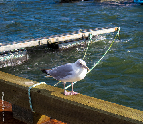 Shediac Port Seagull photo