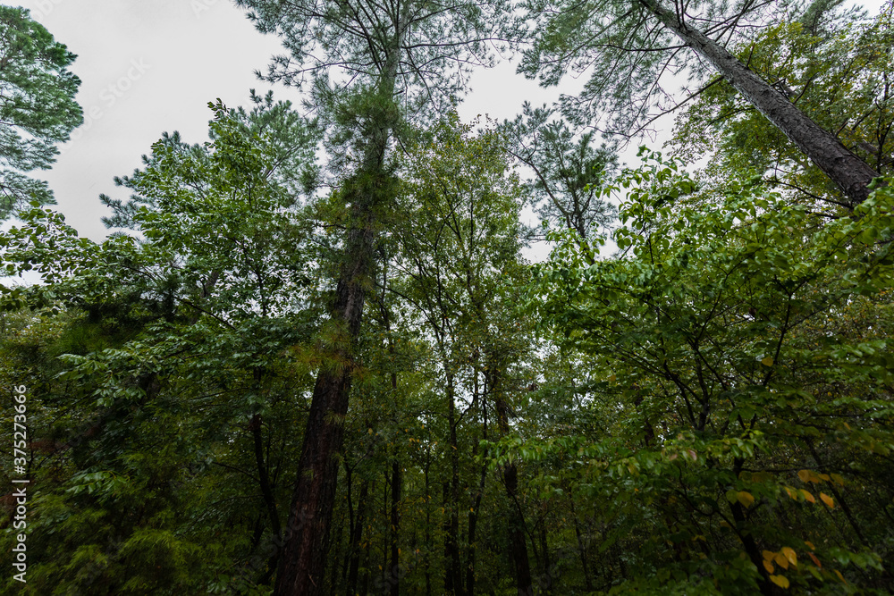 Obraz premium view looking up from the woods tall trees in the forest 