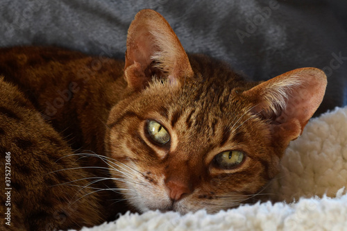 Fotografía Chocolate Spot Ocicat Awakened From a Nap