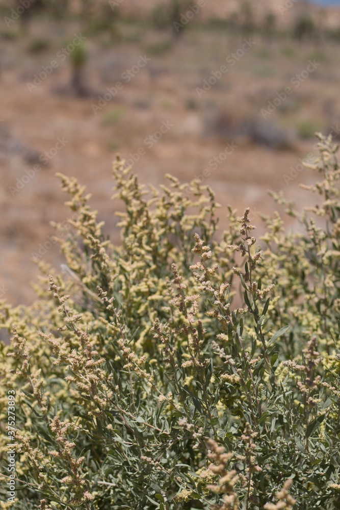 Yellow green inflorescences on Allscale Saltbush, Atriplex Polycarpa, Amaranthaceae, native perennial shrub in Joshua Tree National Park, Southern Mojave Desert, Springtime. Yellow green inflorescences on Allscale Saltbush, Atriplex Polycarpa, Amaranthaceae, native perennial shrub in Joshua Tree National Park, Southern Mojave Desert, Springtime.