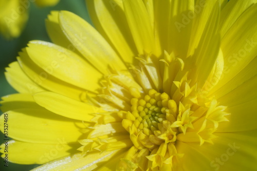 Flower marigold yellow-orange. Good depth of field.