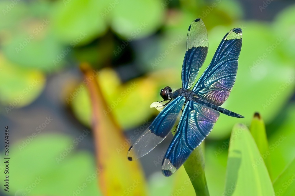 Obraz premium メタリックな光沢の羽根がきれいなチョウトンボ