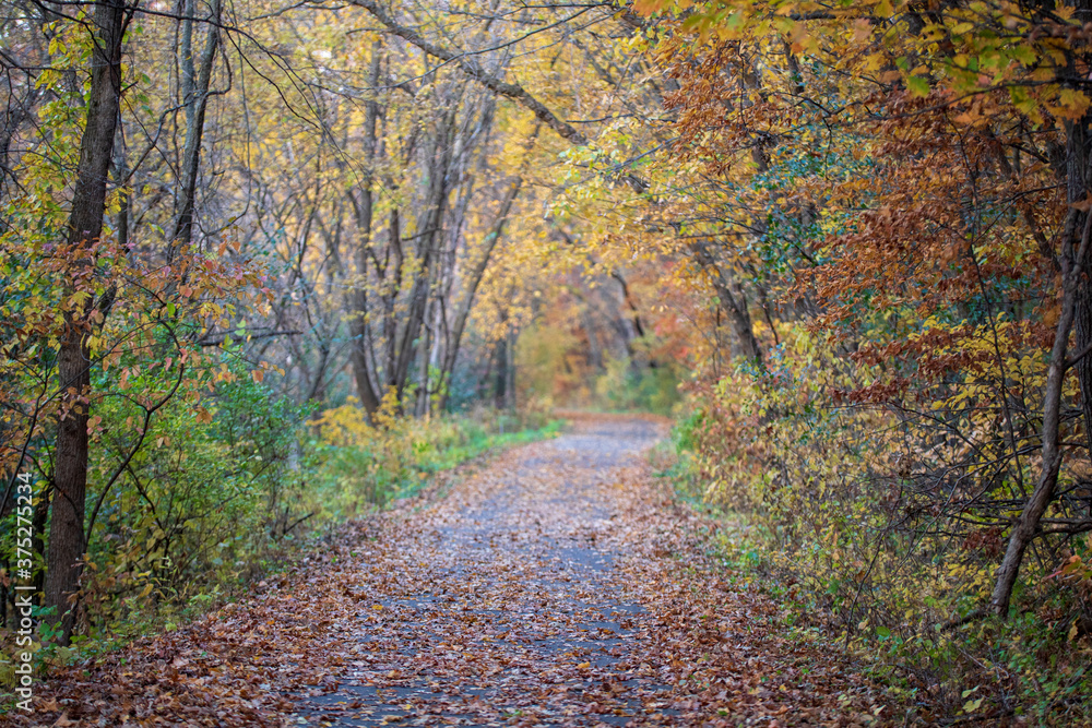 Path through fall woods
