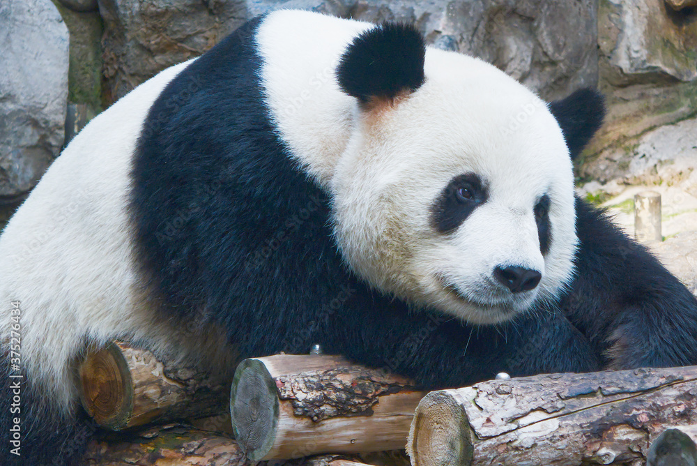 Fototapeta premium Panda at Beijing Zoo