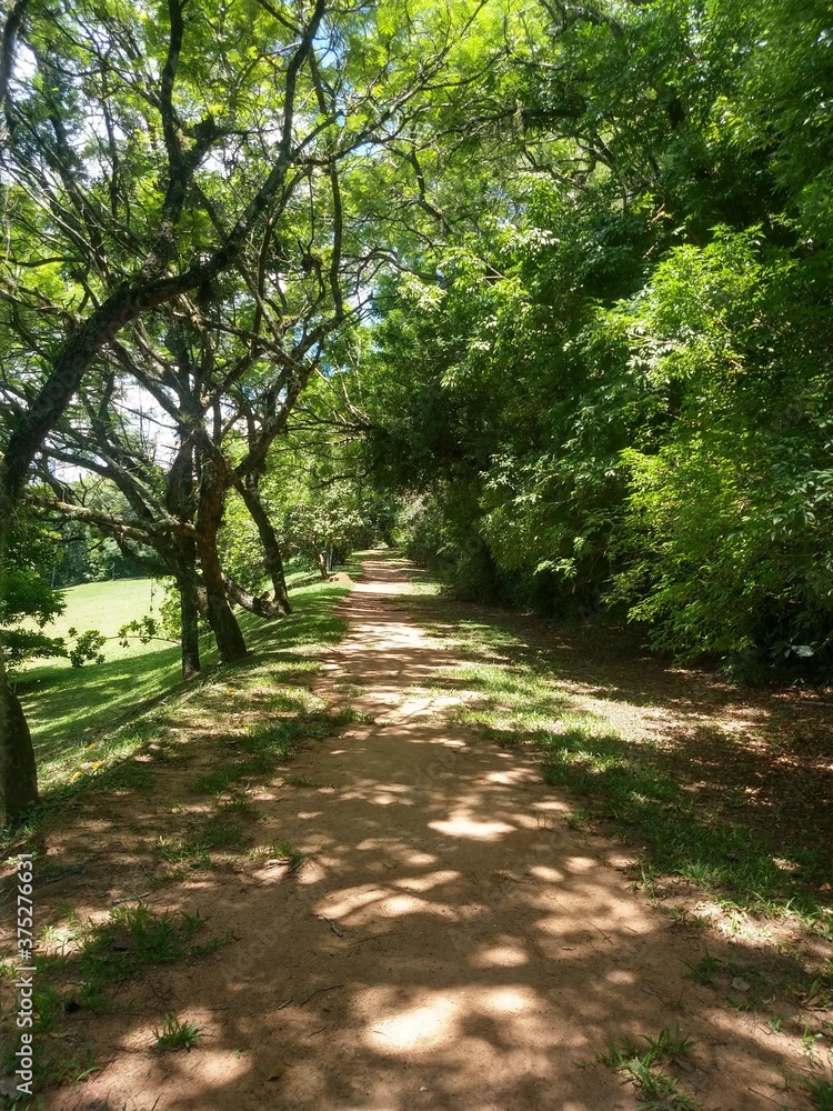 Fototapeta premium footpath in the park