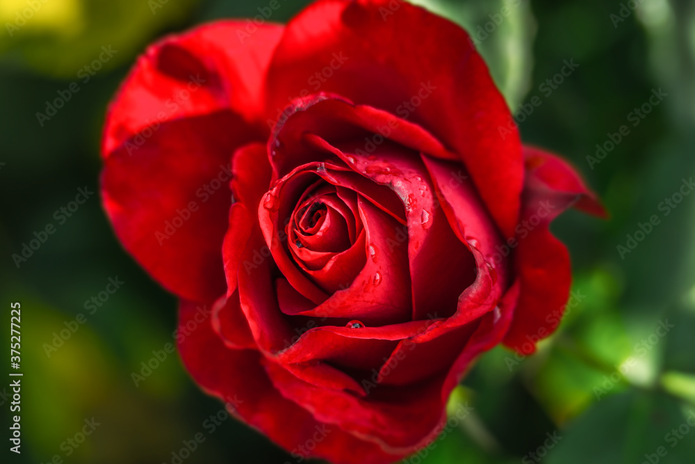 Image of a red rose with water drops Image of a red rose with water drops