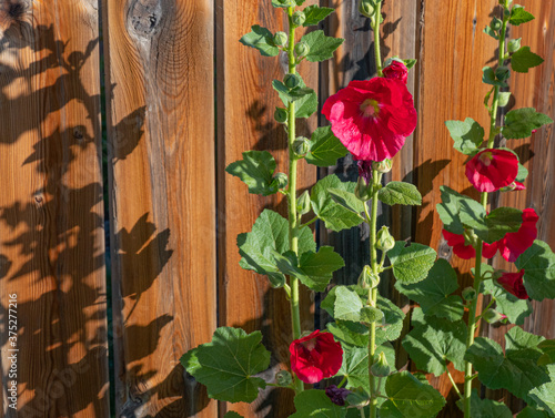 hollyhocks and wooden fence 