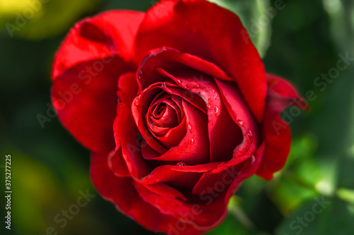 Image of a red rose with water drops