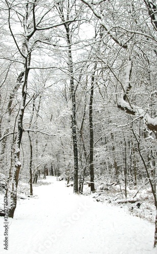 winter path in park with snow and tall trees