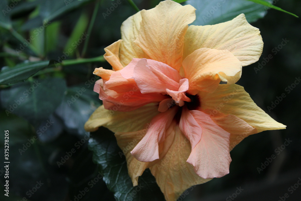 Fototapeta premium orange flower with water drops