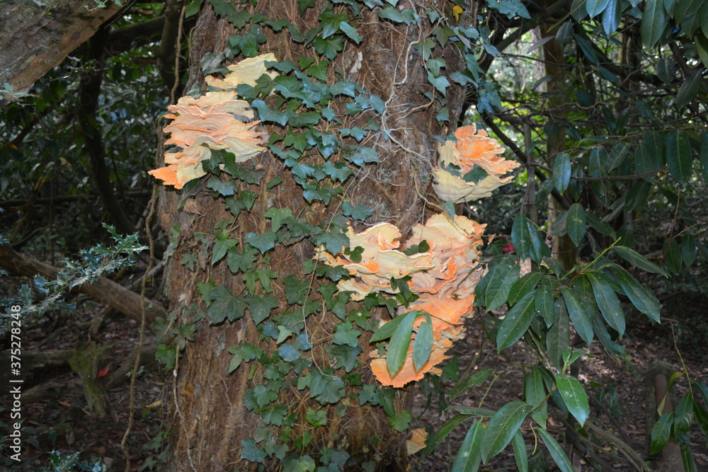 Champignon - Le Polypore soufré - Poulet des bois Champignon - Le Polypore soufré - Poulet des bois