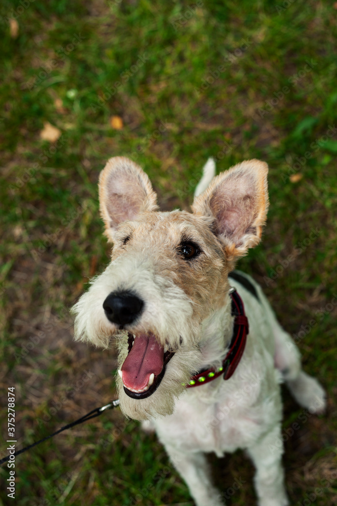 young pretty dog fox terrier outside in green park young pretty dog fox terrier outside in green park