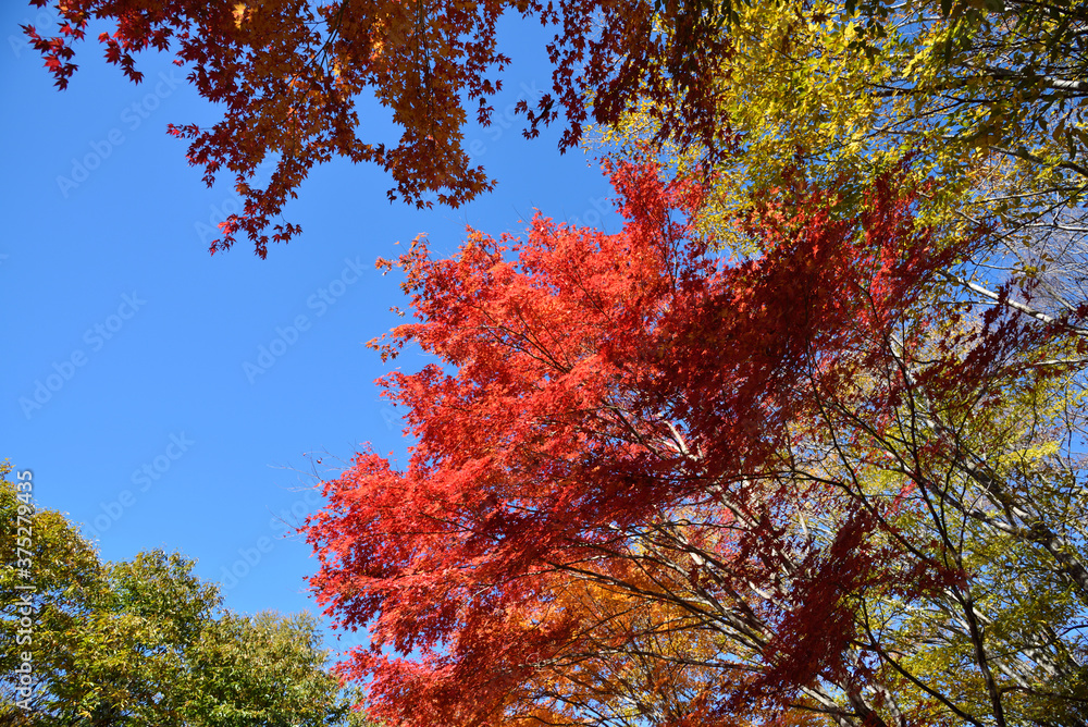 red leaves and blue sky