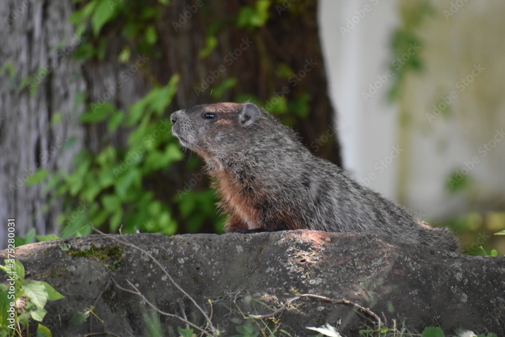 groundhog on rock groundhog on rock