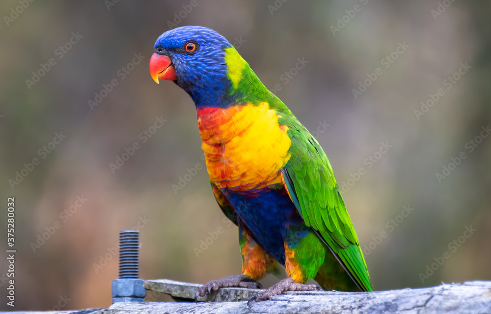 Obraz premium Brightly coloured rainbow lorikeet outdoors - Scientific name is Trichoglossus Moluccanus. These parrots are found along the eastern seaboard, from Queensland Australia to South Australia