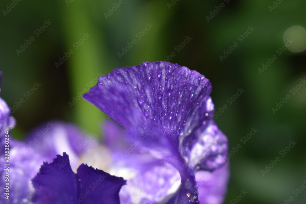 violet flower with water drops