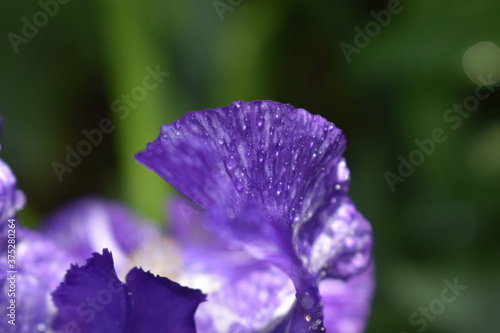 violet flower with water drops