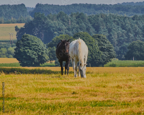 Landscape shot of field with horses in it.