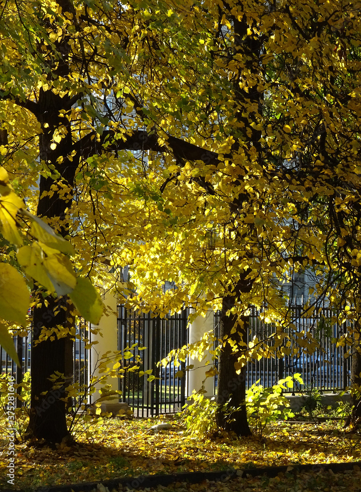 autumn yellow trees and the ground strewn with fallen foliage on a blurry background of autumn park and delicate fence