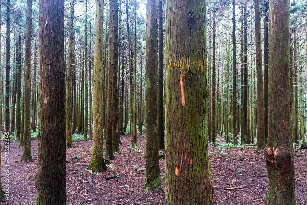 Obraz premium 자작나무 숲