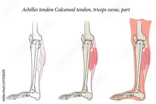 Medical illustration side view  of Foot Achilles tendon Calcaneal tendon, triceps surae, part. Specialized images for medicine, student learning, and sports science. photo