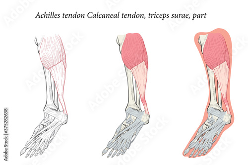 Medical illustration oblique bottom view of Foot Achilles tendon Calcaneal tendon, triceps surae, part. Specialized images for medicine, student learning, and sports science.