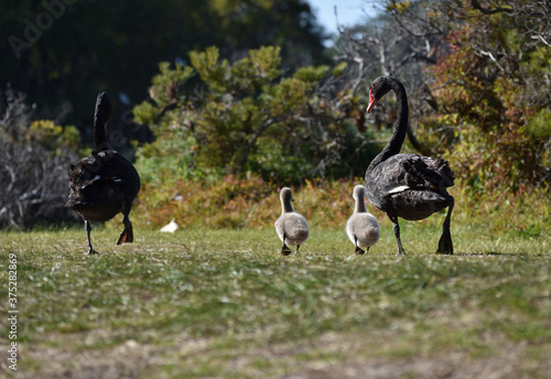 new family of black swans