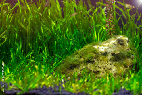 Green aquatic plant aquarium with blurred fish on background