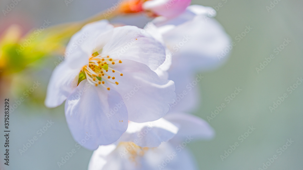 Obraz premium 桜