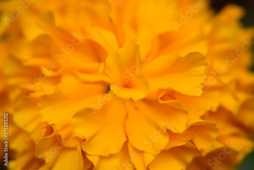 Marigold