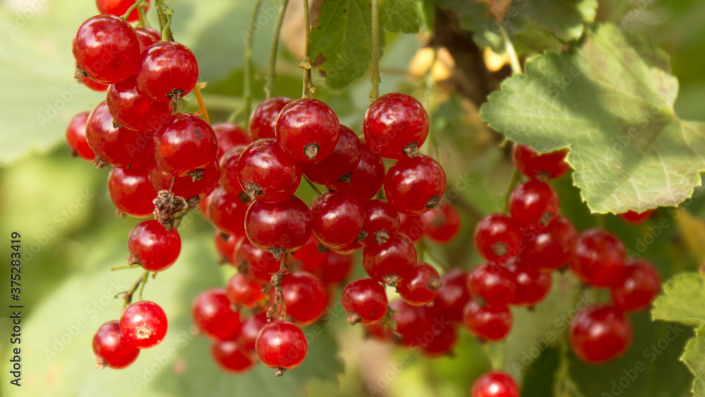 Ripe red currant berries on a bush close - up view