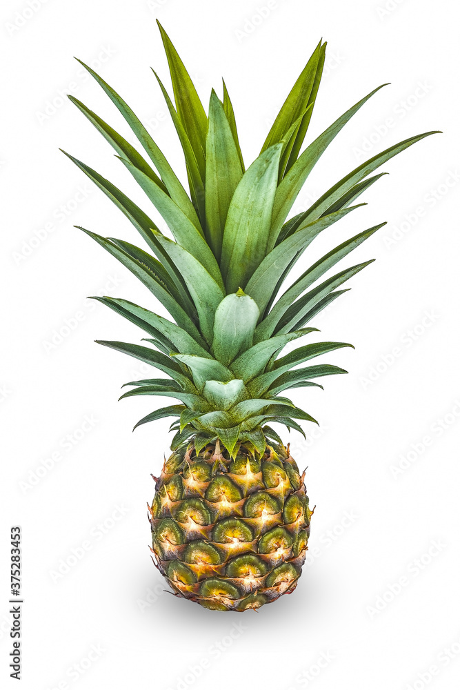 pineapple isolated on white background. pineapple isolated on white background.