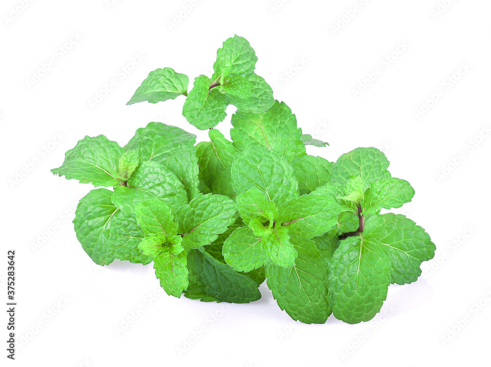 Peppermint isolated on the white background. Peppermint isolated on the white background.