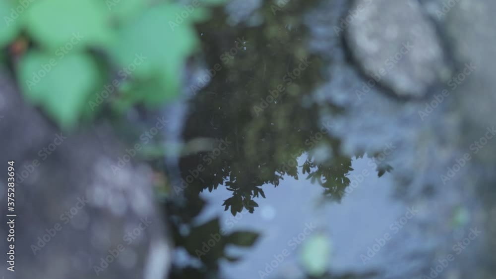Paddle Reflection in a park, Shibuya, Tokyo, Japan Paddle Reflection in a park, Shibuya, Tokyo, Japan