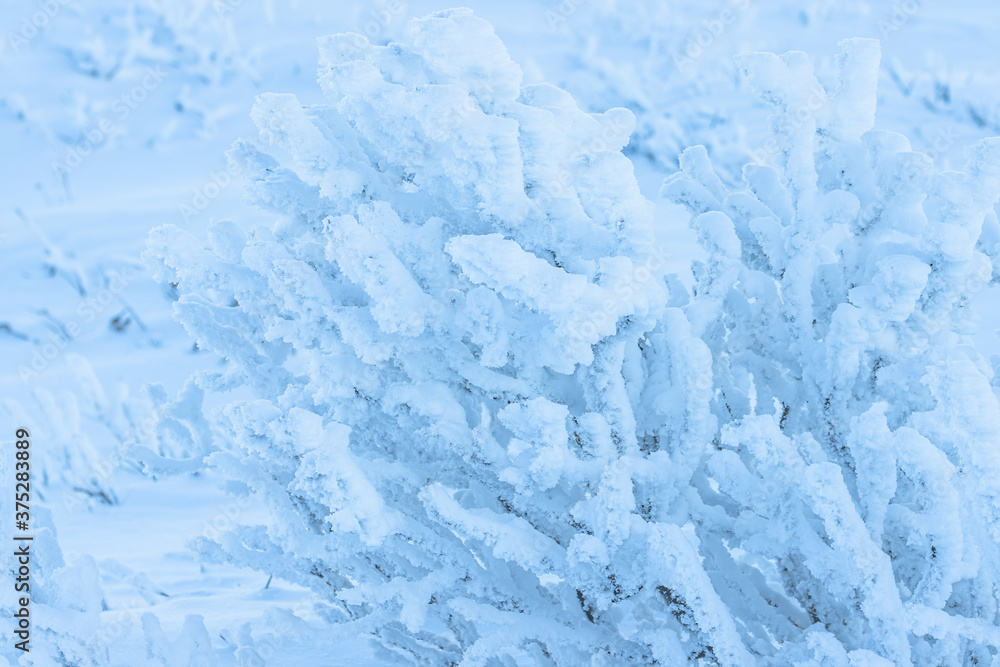 Fototapeta premium Plants in the tundra in the Arctic are covered with hoar frost. Snow and rime ice on the branches of bushes. Beautiful winter background with twigs covered with hoarfrost. Cold snowy weather. Frosting