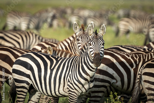 Zebra herd with a beautiful female at its front grazing in green plains of Serengeti National Park in Tanzania